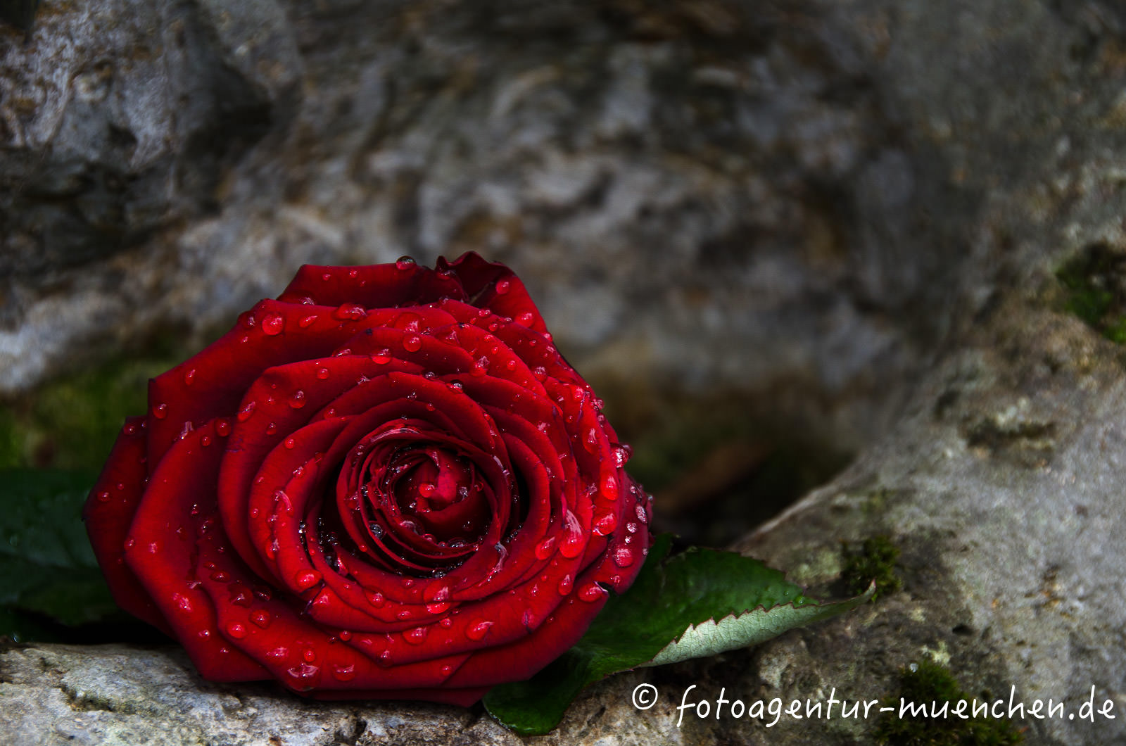Rose auf einem Grabstein im Nordfriedhof