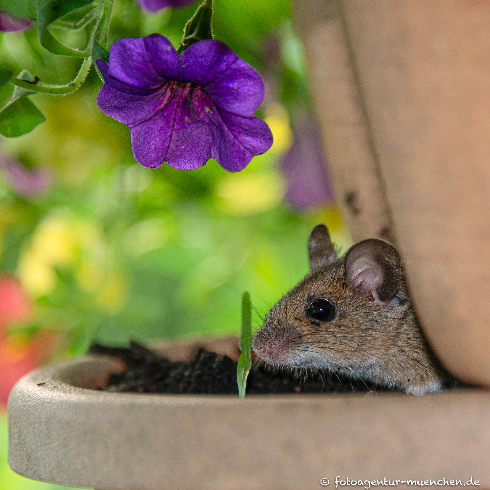 Maus im Blumerntopf