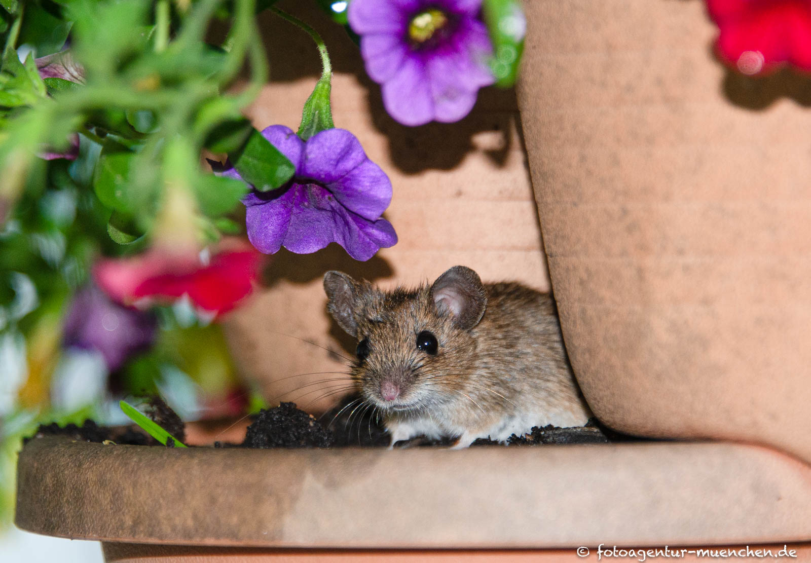 Maus im Blumentopf