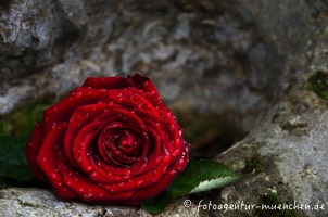  - Rose auf einem Grabstein im Nordfriedhof