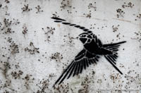 Stencil - Kolibri