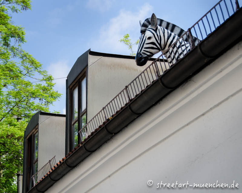 Zebra in der Frauenhoferstraße
