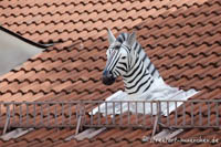  - Zebra in der Frauenhoferrstraße
