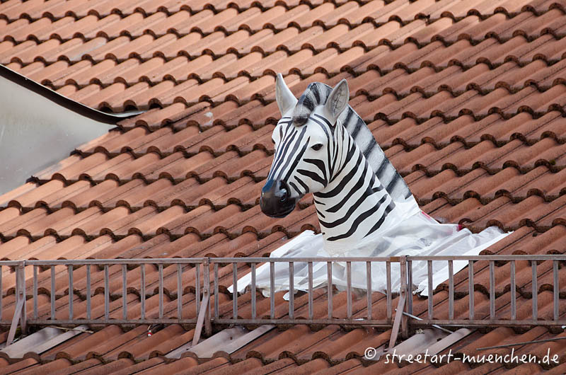 Zebra in der Frauenhoferrstraße