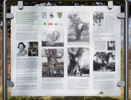  - Königseiche, Maximilianseiche - Infotafel