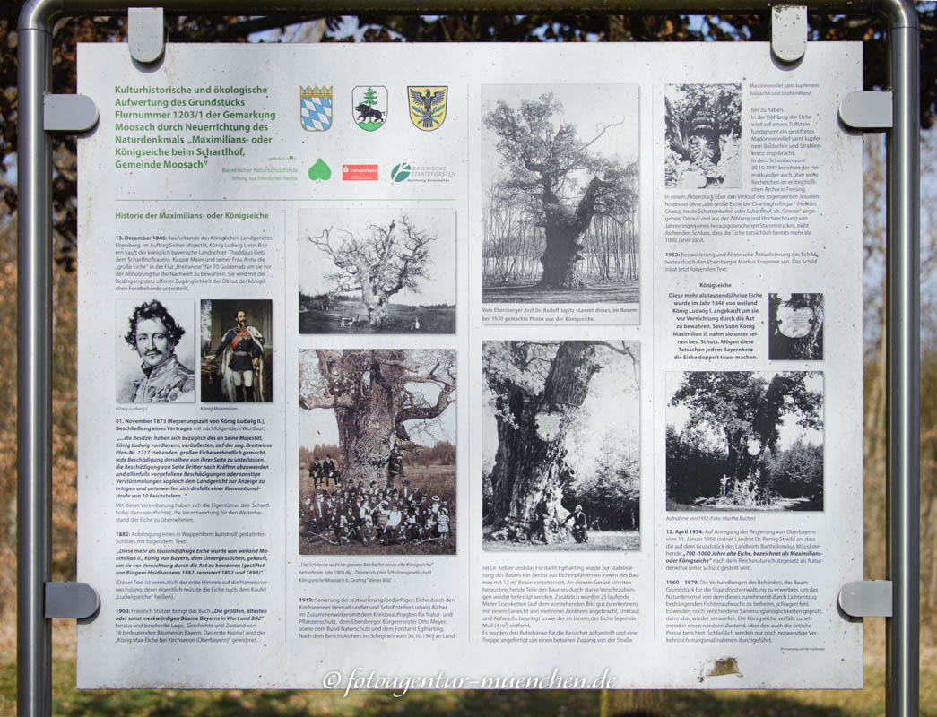 Königseiche, Maximilianseiche - Infotafel
