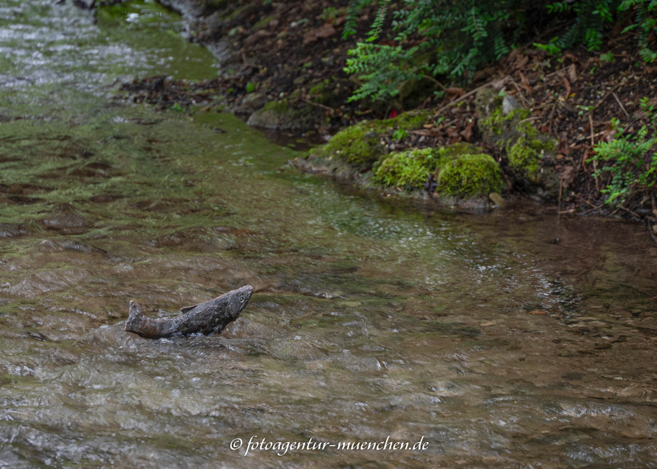 Mann spricht mit Fisch