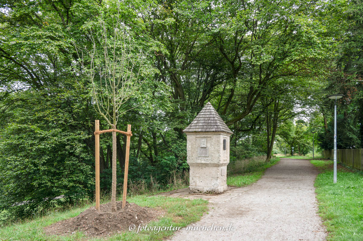 Korbinian-Apfelbaum für NS-Opfer Korbiniansapfelbaum