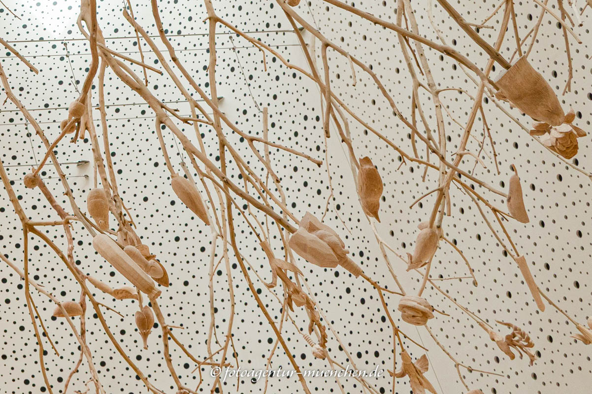 Amöbe | Amoeba