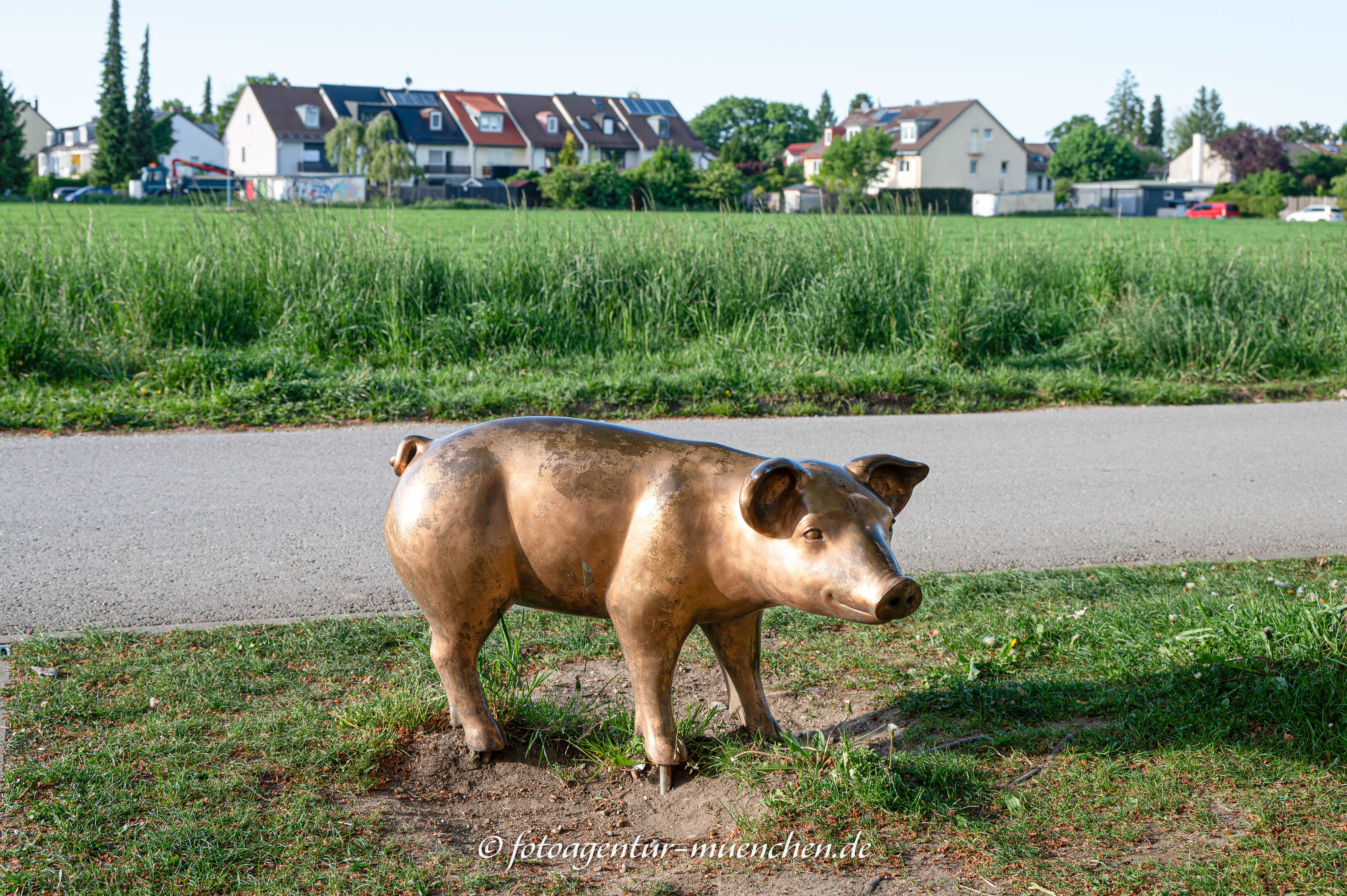 Schwein
