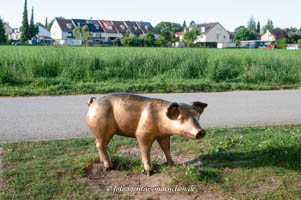  - Schwein
