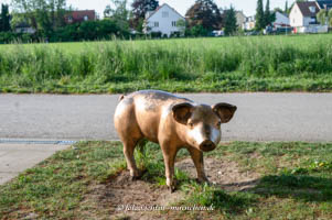  - Schwein