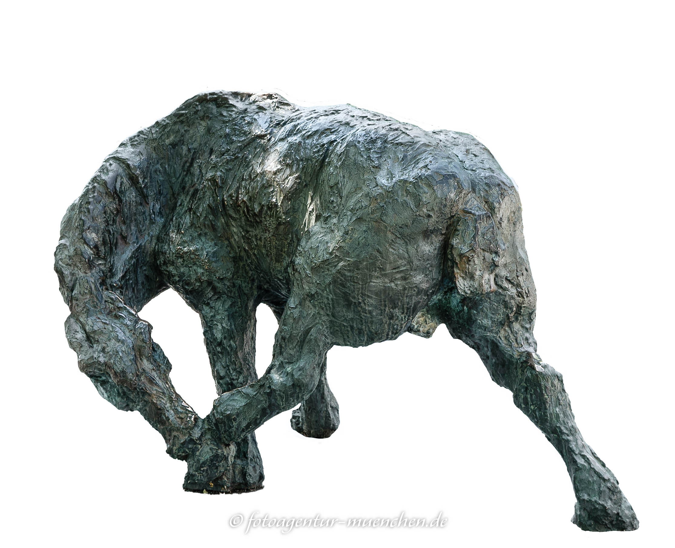 Pferd, sich beißend