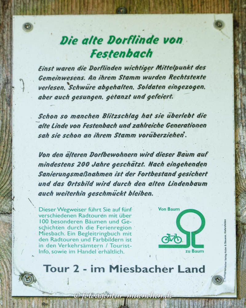 Alte Dorflinde von Festenbach