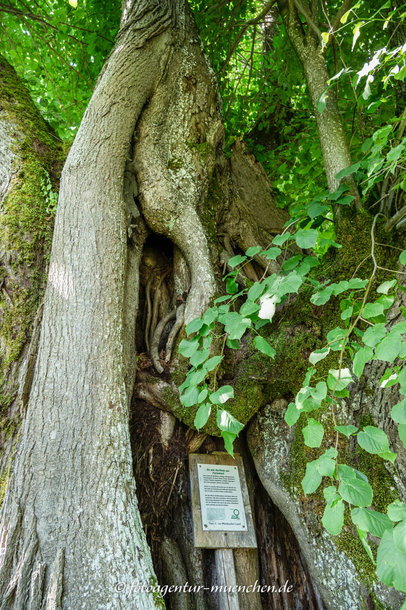 Alte Dorflinde von Festenbach