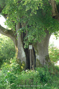  - Alte Dorflinde von Festenbach