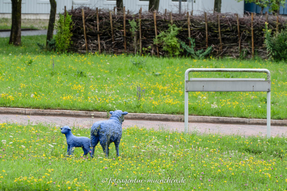 Blaue Schafe