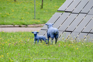  - Blaue Schafe