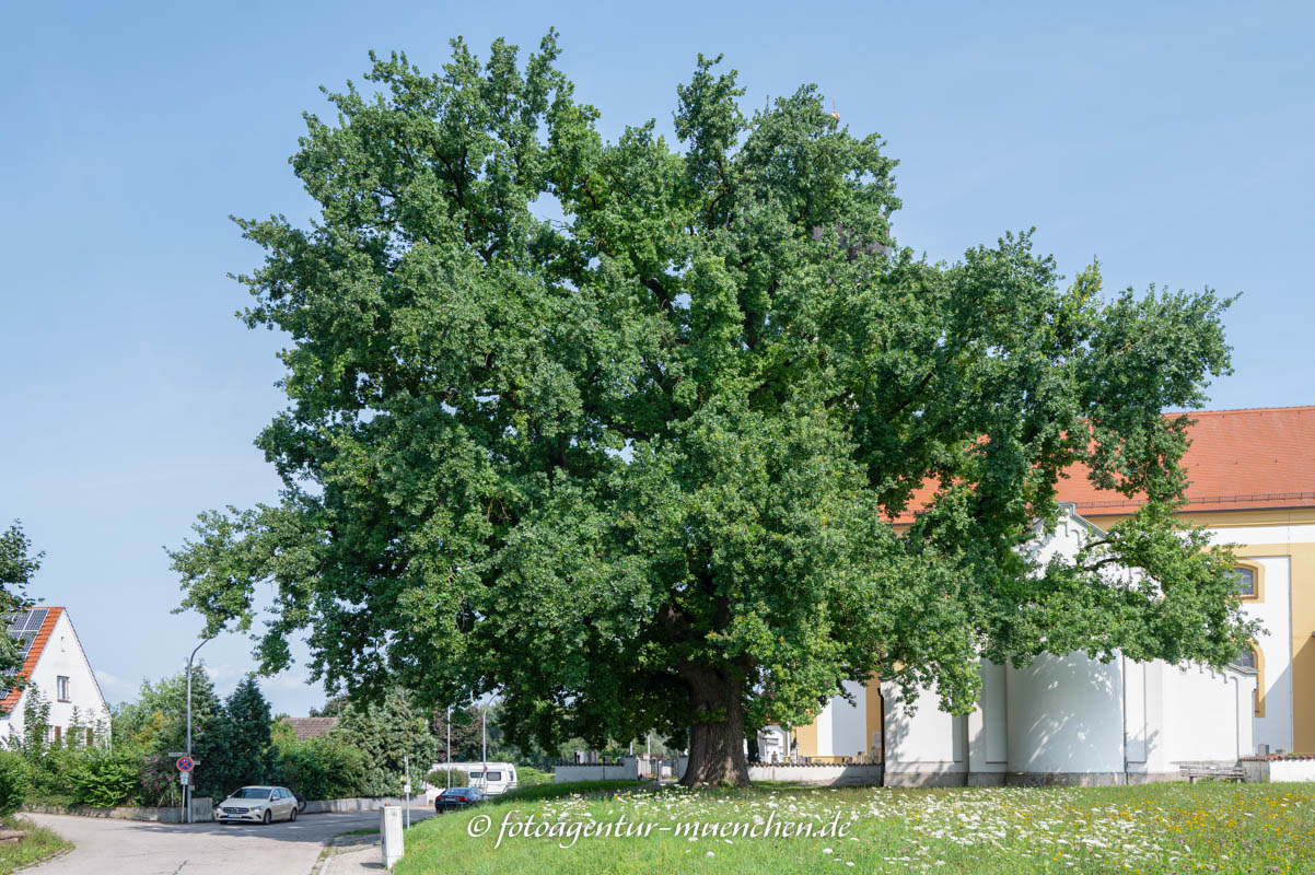 Preysing-Eiche bei Eching