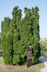  - KZ-Friedhof Burghausen