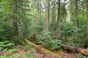 Paterzeller Eibenwald 