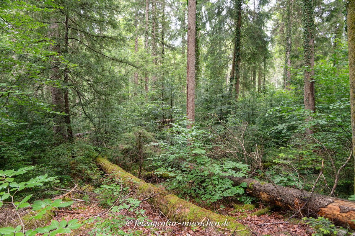 Paterzeller Eibenwald 