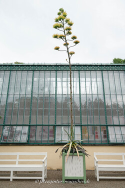 Agavenblüte im Nymphenburger Schlosspark